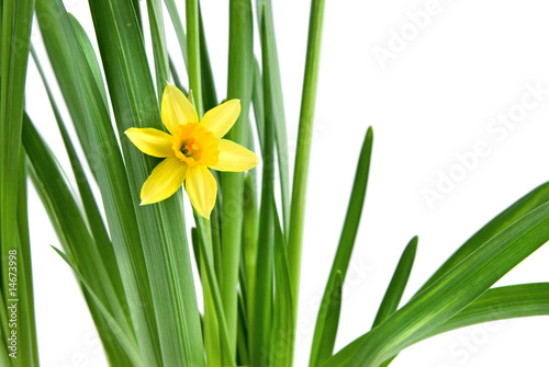 narcissus isolated on white