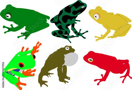 frogs vector