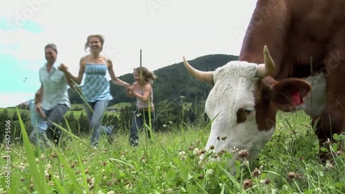 famiglia corre vicino a una mucca photo