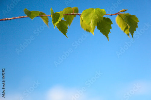 spring leaves