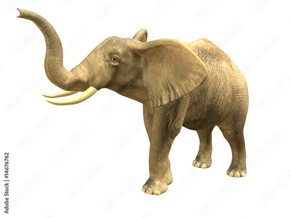 Scenting elephant