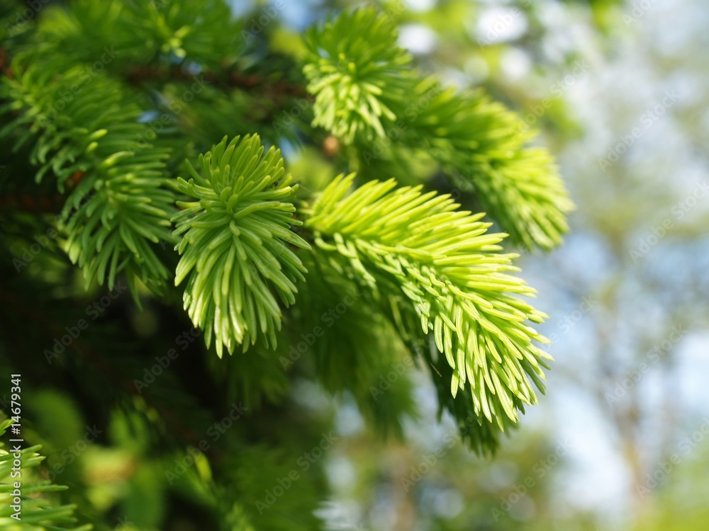 close up of spruce branch close up of spruce branch