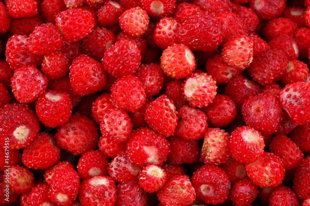 red strawberry on a white background red strawberry on a white background