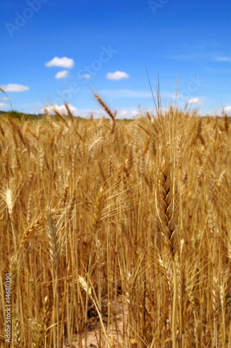 Harvest time - Ripe wheat field