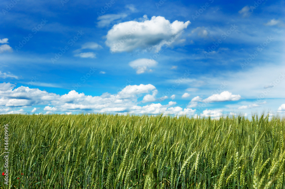 Colorful green field of unripe wheat with cloudy blue sky