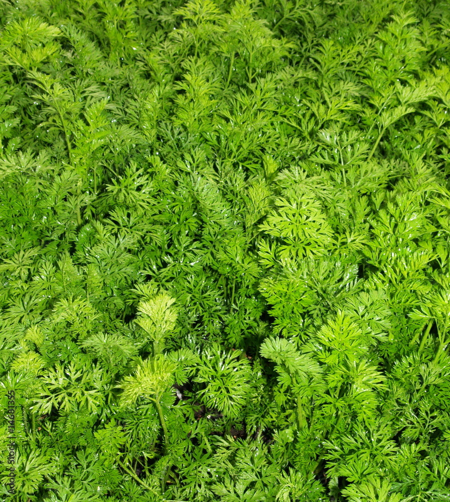 carottes carottes