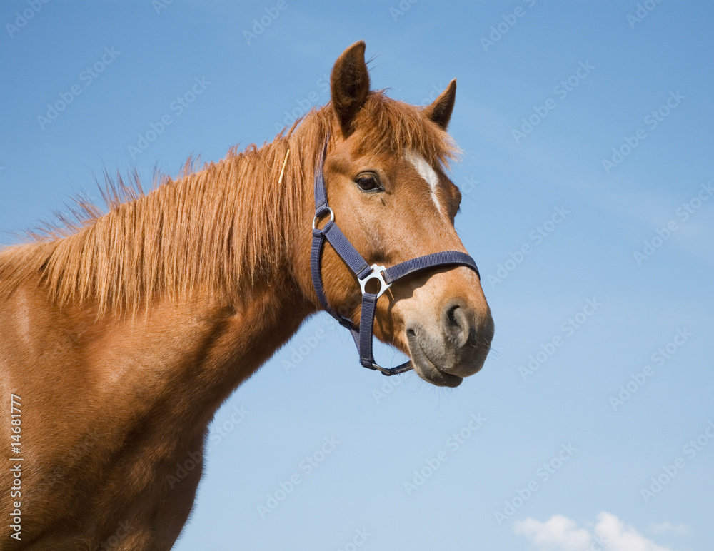 Fototapeta premium Arabic red horse