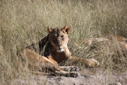 Lioness in the grass photo