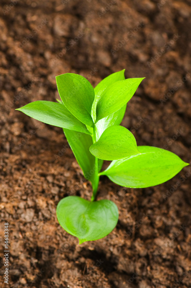 Fototapeta premium New life concept - green seedling growing out of soil