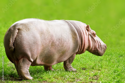 Fototapeta hippopotamus