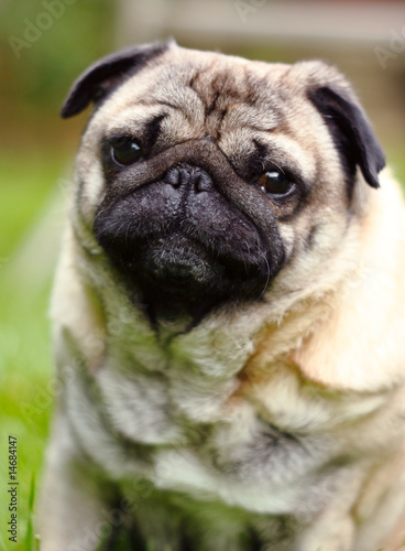 Pug