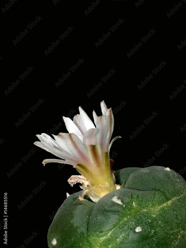 Lophora williamsi Lophora williamsi