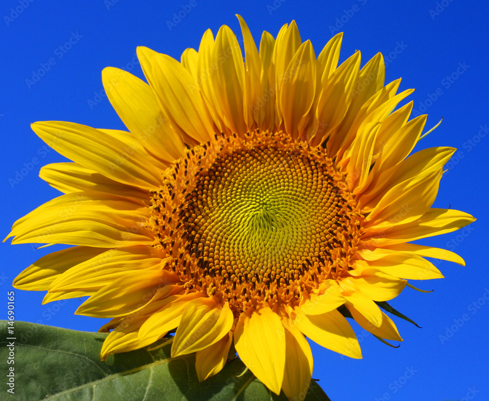 Obraz premium sunflower and blue sky background