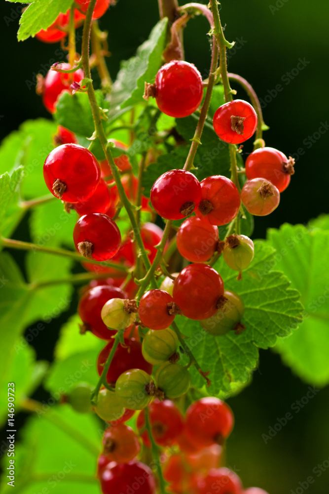 Fototapeta premium johannisbeeren
