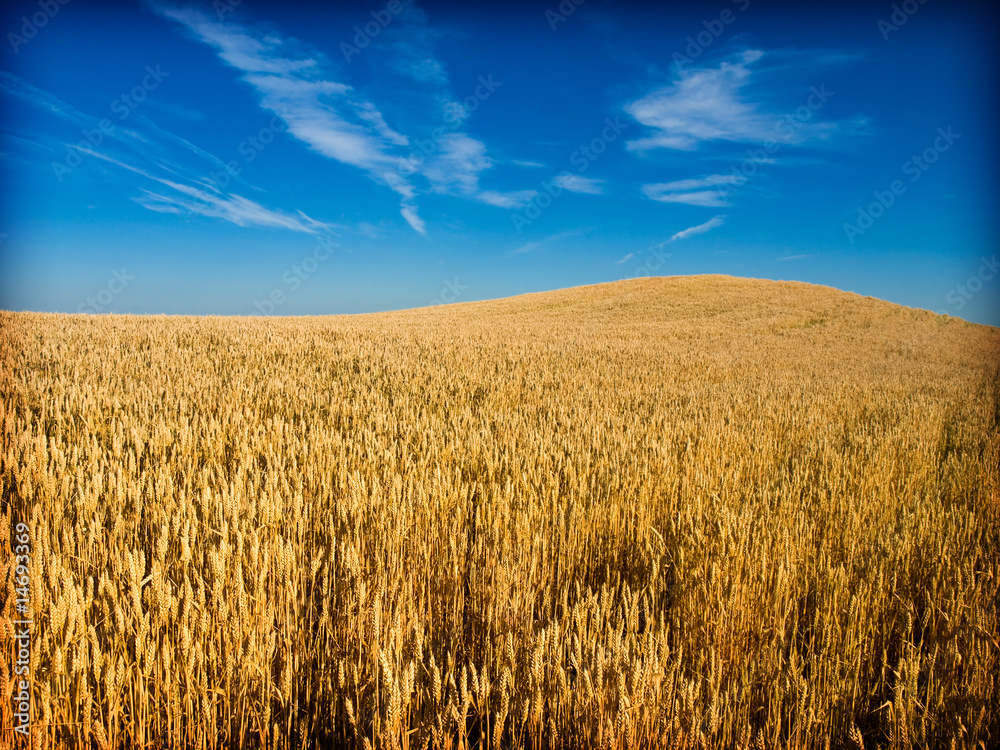 Obraz premium wheat field