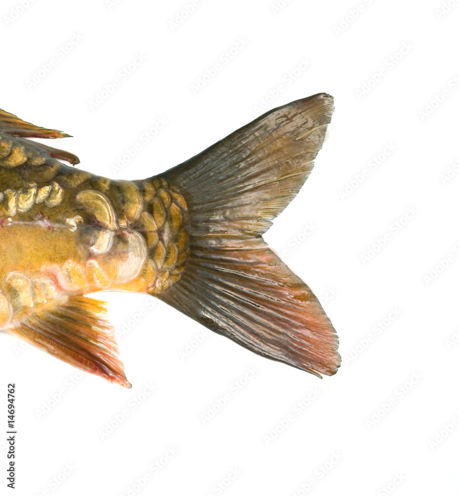 Fototapeta premium Tail of common carp isolated on white background