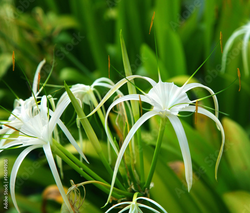 Fototapeta Naklejka Na Ścianę i Meble -  Spider lily