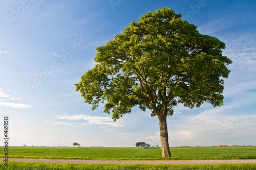 Countryside meadow and tree