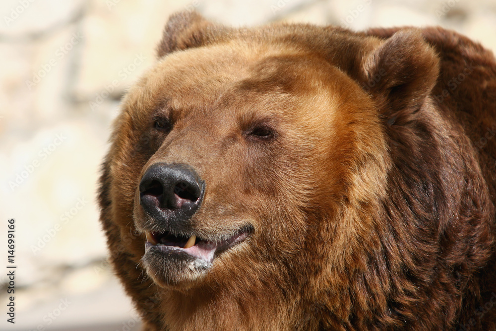 brown bear  close up