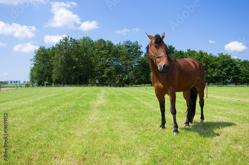 Horse © Jouke van Keulen