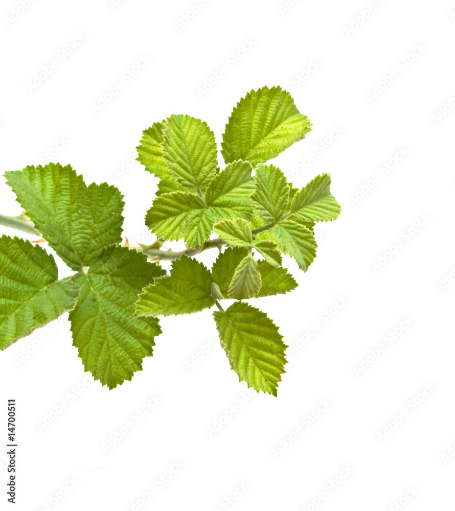 Black raspberry (blackberry) branch isolated on white background Black raspberry (blackberry) branch isolated on white background