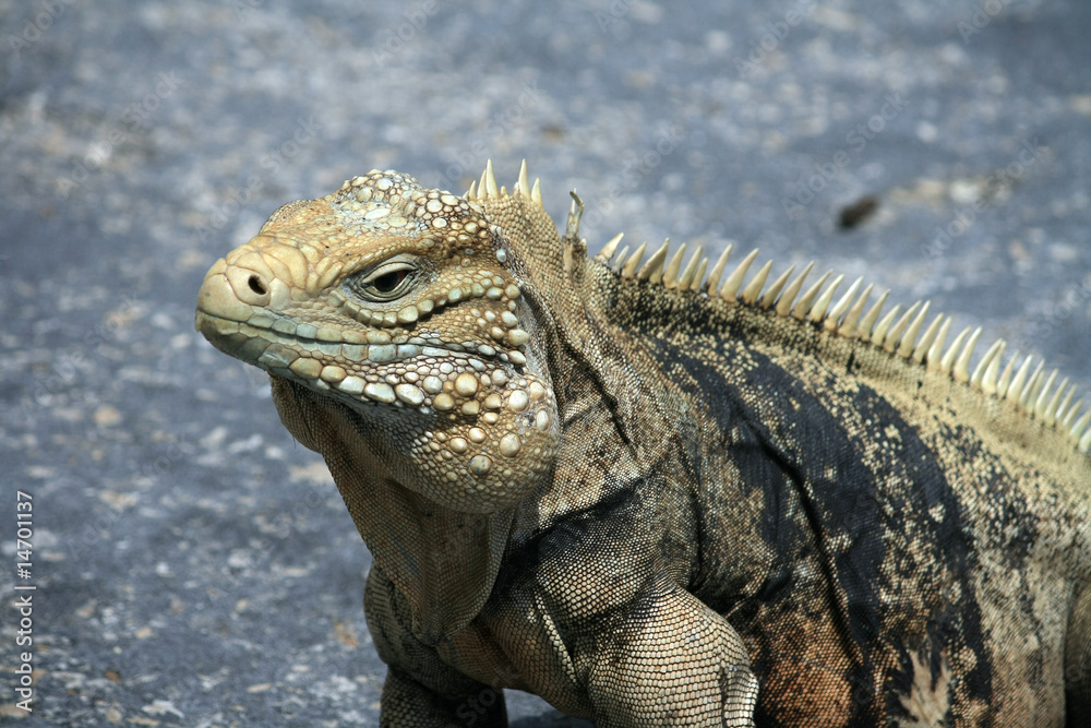 Obraz premium Iguana