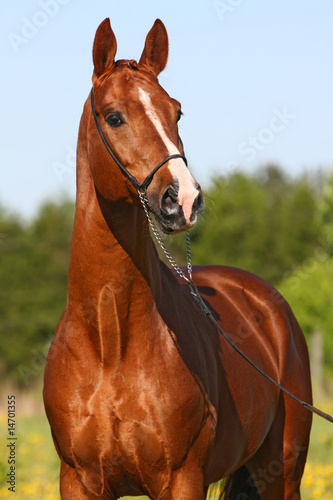 Fotografie Chestnut trakehner