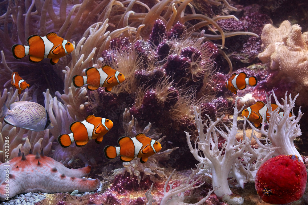 Fototapeta premium Tropical fishes