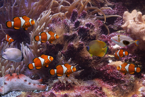 Exotic fishes