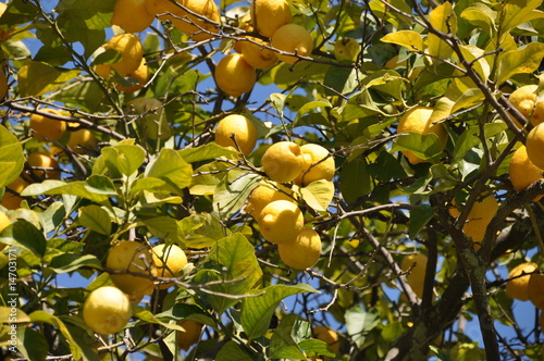 Lemon trees in Sicily
