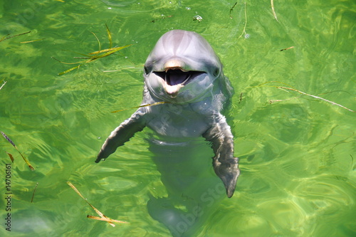Принти на полотні Dolphin