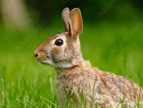 Rabbit