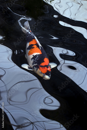Canvastavla Red white and Black Coy Carp