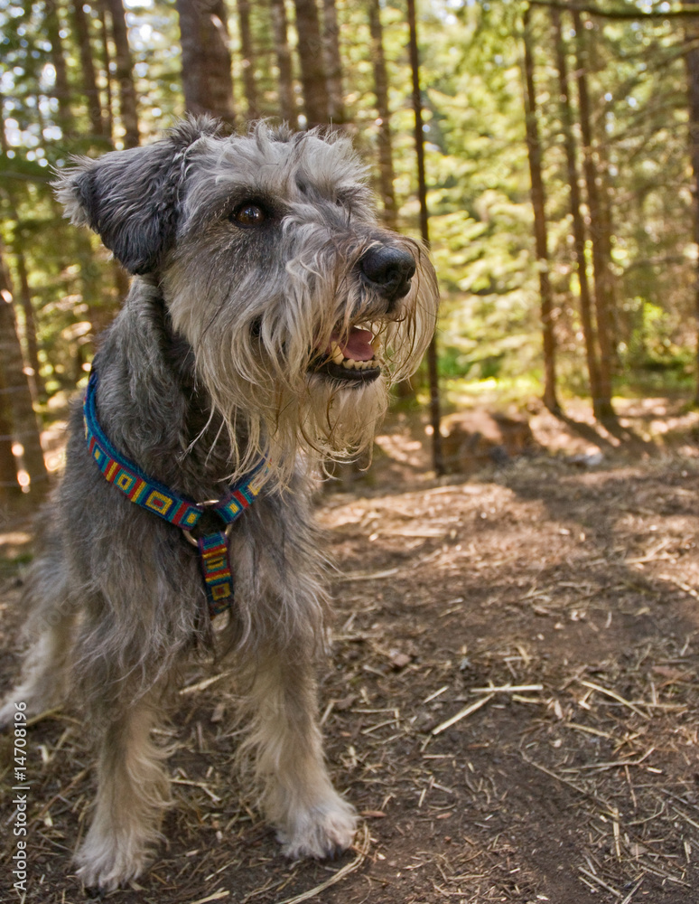 Miniature schnauzer dog exploring the forest Miniature schnauzer dog exploring the forest