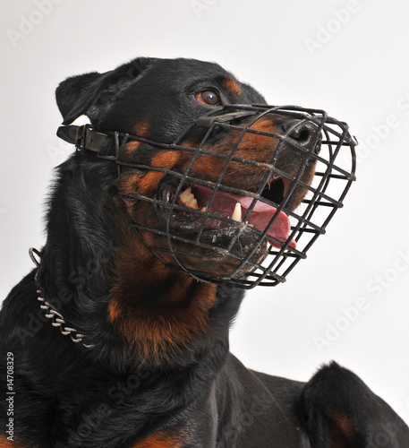 chien muselé