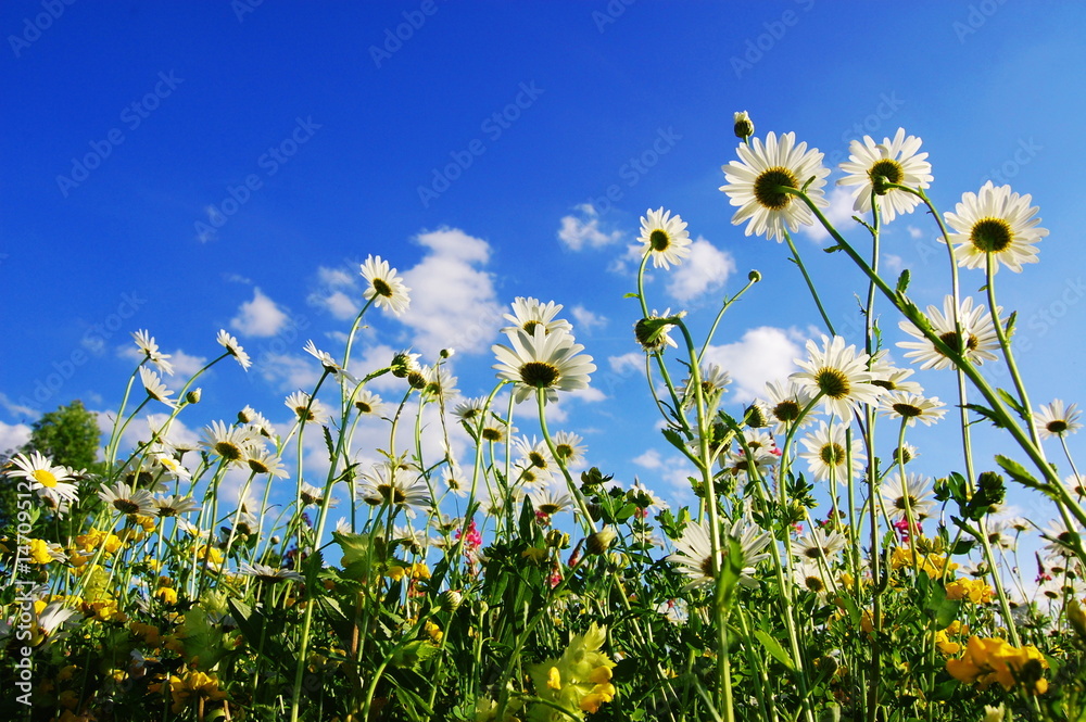 daisy flowers in summer daisy flowers in summer
