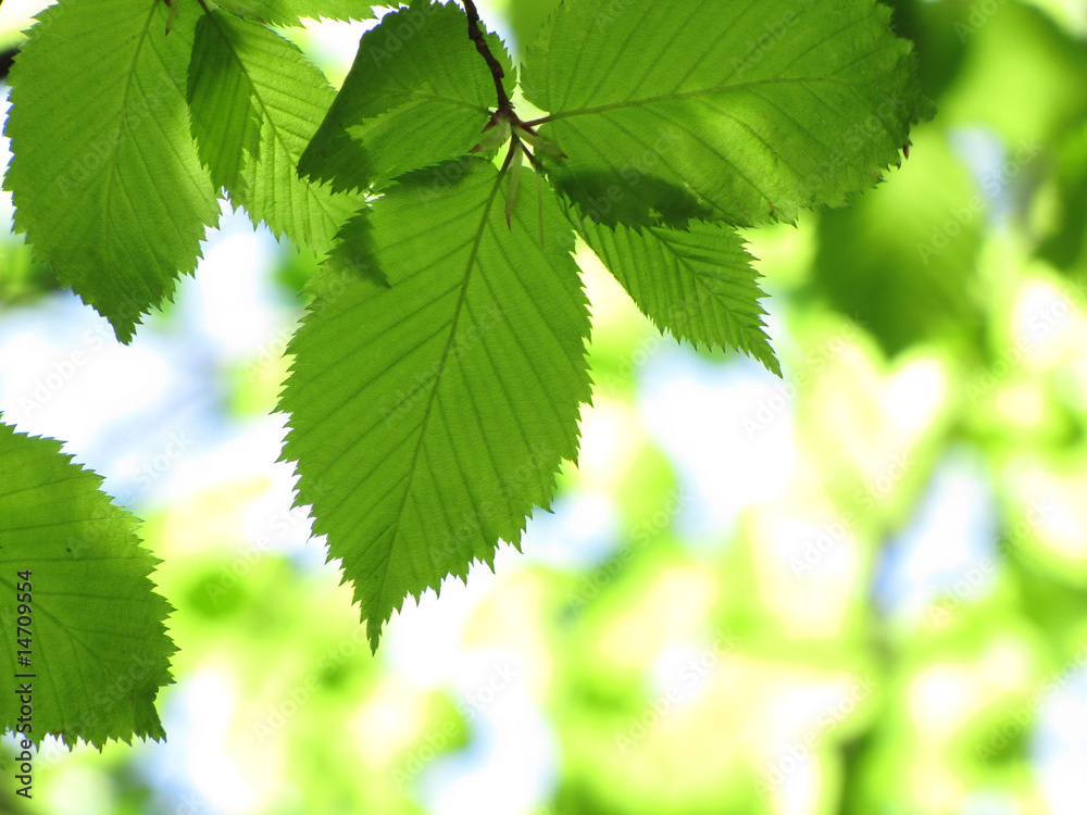 green leaves green leaves