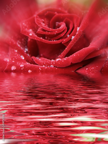 Fototapeta Naklejka Na Ścianę i Meble -  rose reflex