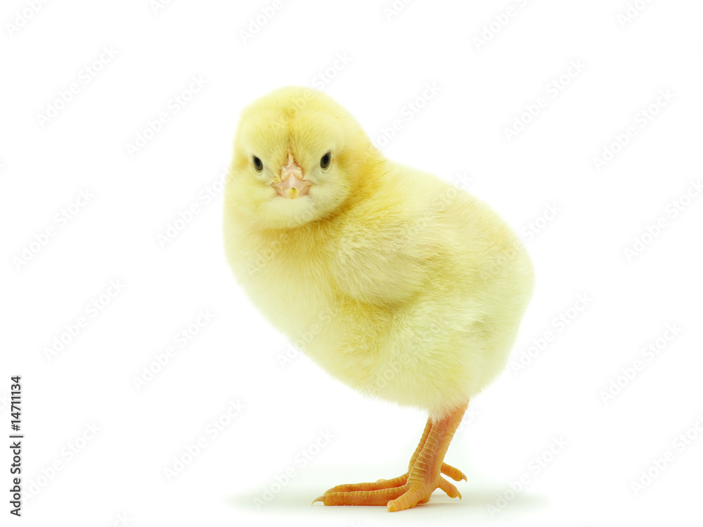 Fototapeta premium little chicken