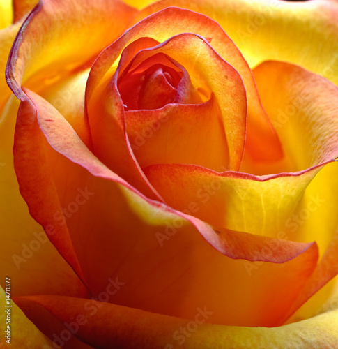 abstract yellow beautiful rose