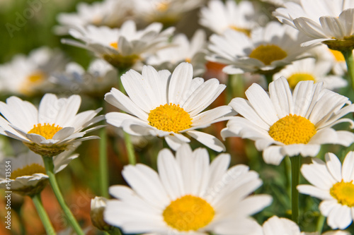 Margerite  Bl  te  Blume  Garten