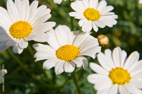 Margerite  Pflanze  Blume  Garten