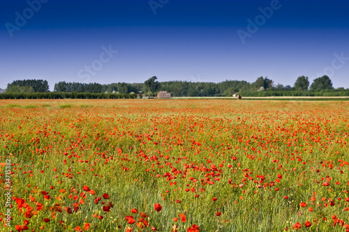 poppies field