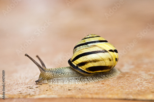 Hain-Bänderschnecke photo