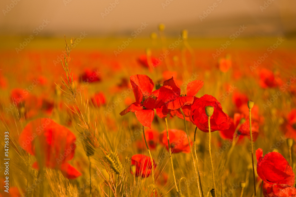 Obraz premium POPPY FLOWER