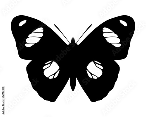 Schmetterling