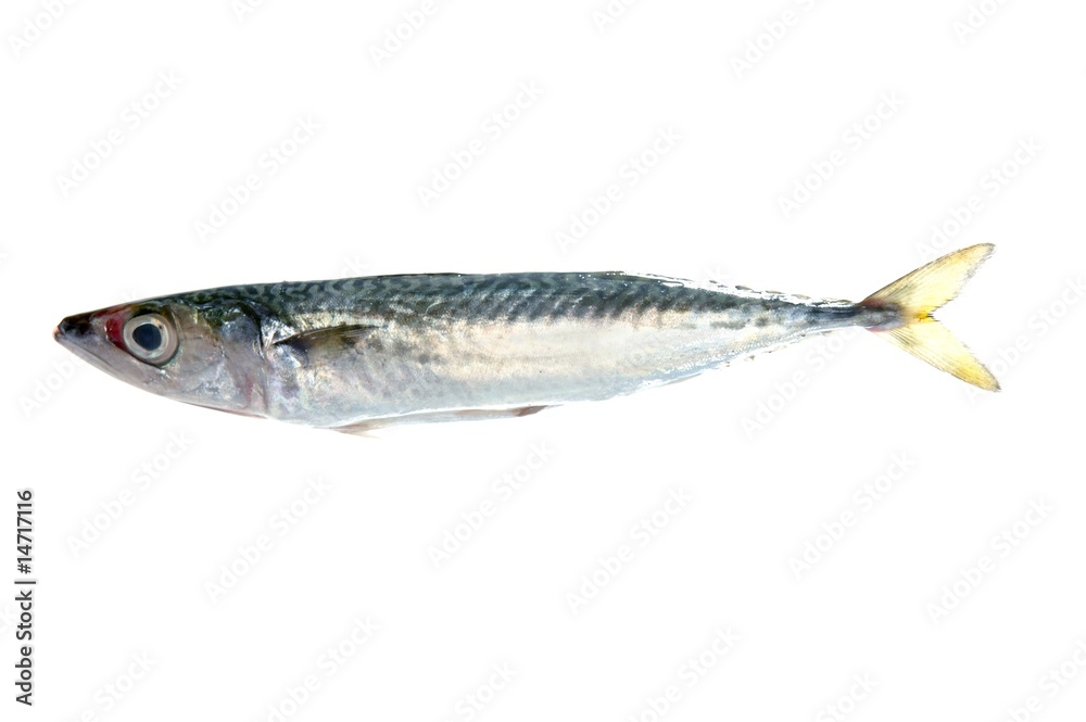 fish isolated on white fish isolated on white