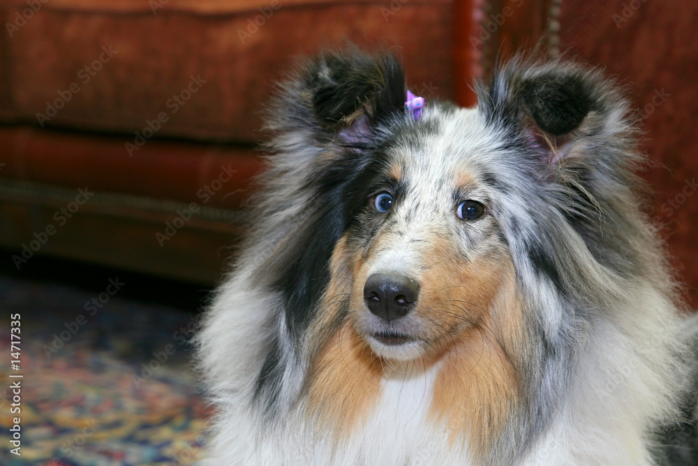 Fototapeta premium pretty dog in living room
