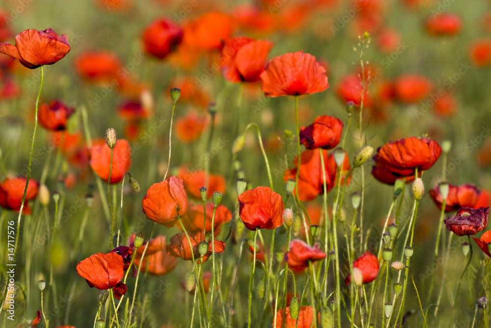 poppies field