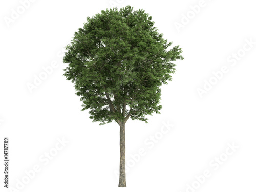 Ash-tree_(Fraxinus)